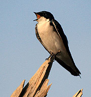 A barn swallow taking a break from his swooping and swerving aerobatics to catch his breath on a snag