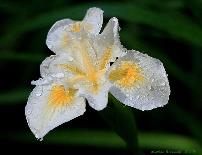 Iris at the Bellevue Botanical Garden. Visit our photo gallery for more Bellevue/Eastside photos.