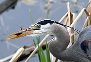 A blue heron fishing at Juanita Bay Park in Kirkland | Bellevue/Eastside Photo Gallery